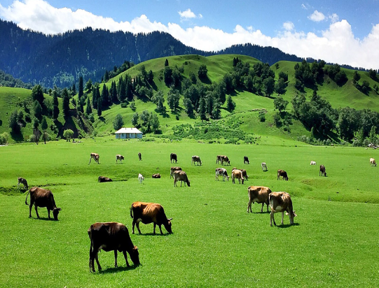 南山牧场